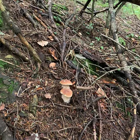 La Mansarda Di La Vite Bordogna